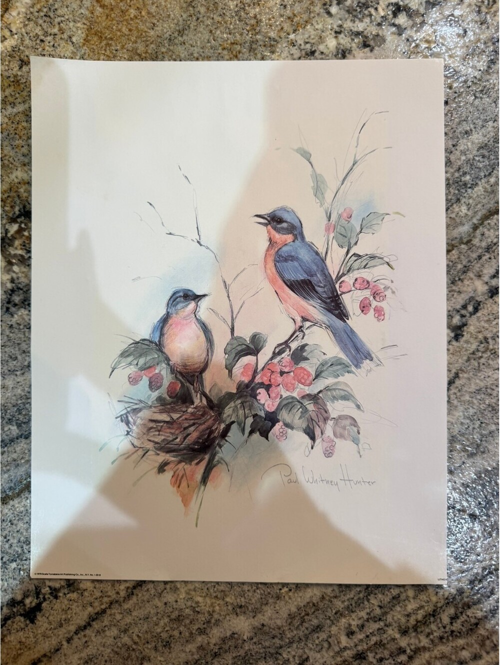 Paul Whitney Hunter Bird Illustration Print